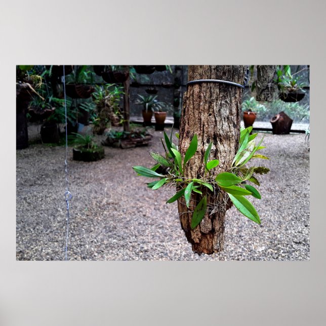 Póster orquideas 01 (Frente)