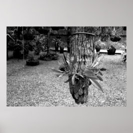 Póster orquideas 02