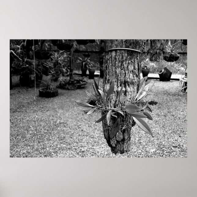 Póster orquideas 02 (Frente)