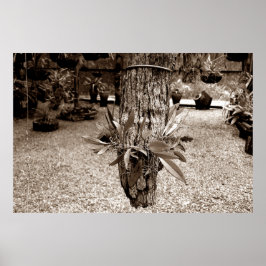 Póster orquideas 03