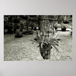 Póster orquideas 04