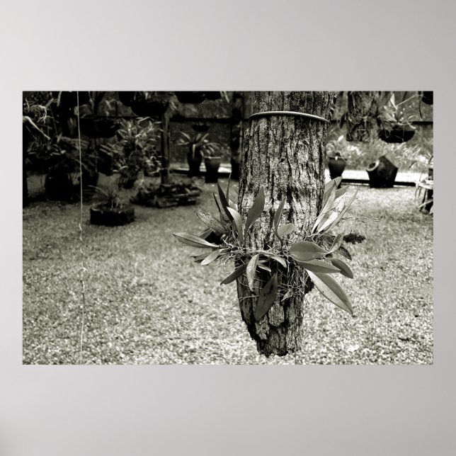 Póster orquideas 04 (Frente)