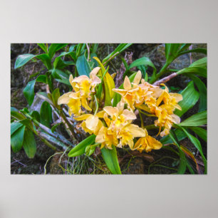 Póster Orquídeas Amarillas Cattleya en Hawái