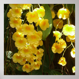 Póster Orquídeas Amarillas colgando flores tropicales