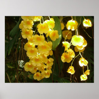 Póster Orquídeas Amarillas colgando flores tropicales