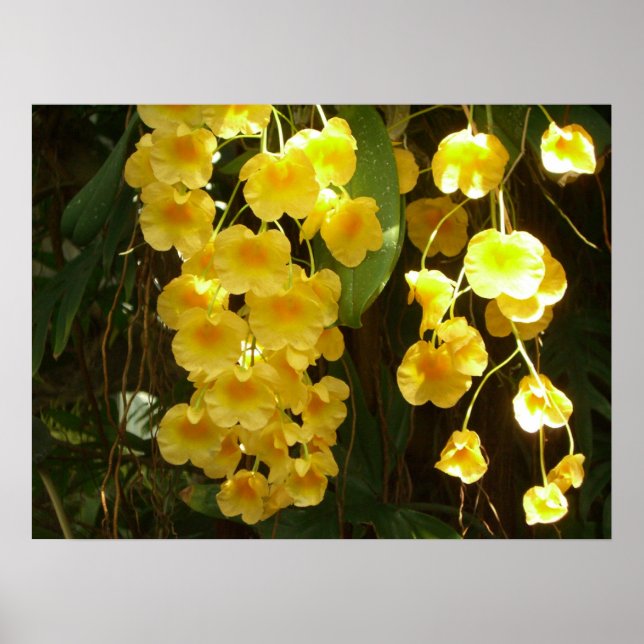 Póster Orquídeas Amarillas Colgantes Flores Tropicales (Frente)