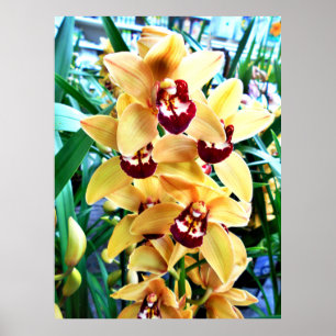 Póster Orquídeas amarillas del Cymbidium