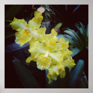 Póster orquídeas amarillas en un fondo oscuro