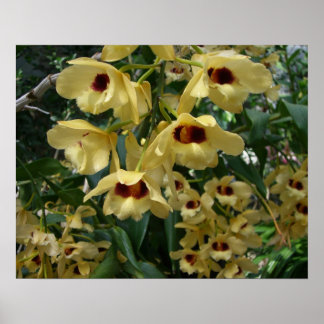 Póster Orquídeas Amarillas y Marrones Elegante Floral