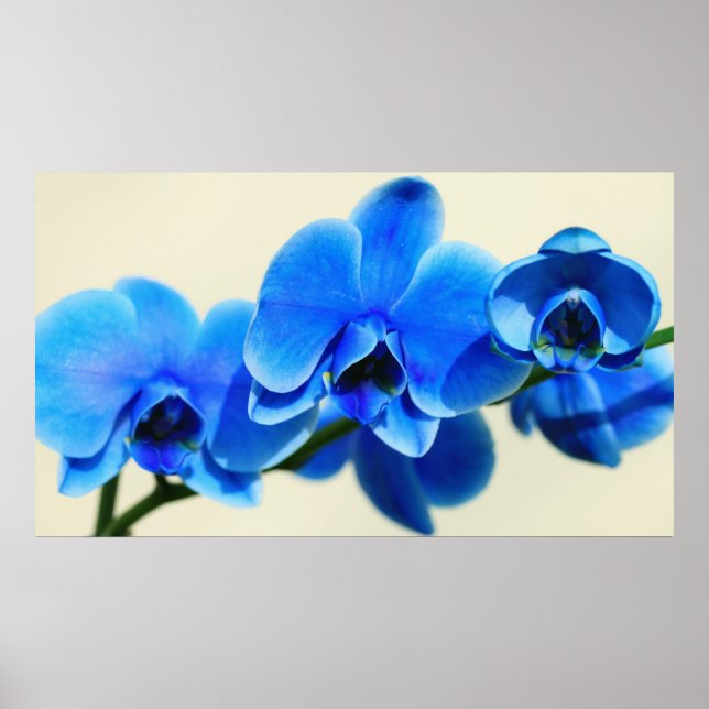 Póster Orquídeas azules (Frente)