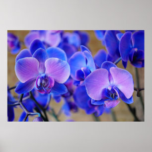 Póster Orquídeas azules y rosas