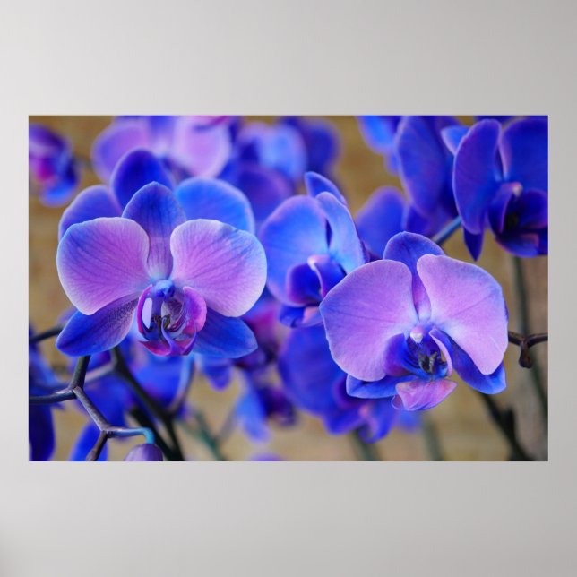 Póster Orquídeas azules y rosas (Frente)