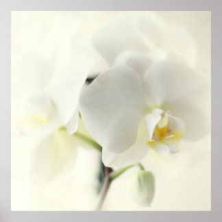 Póster orquídeas blancas