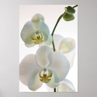 Póster Orquídeas Blancas