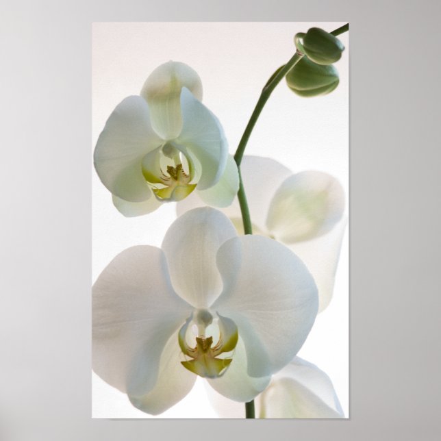 Póster Orquídeas Blancas (Frente)