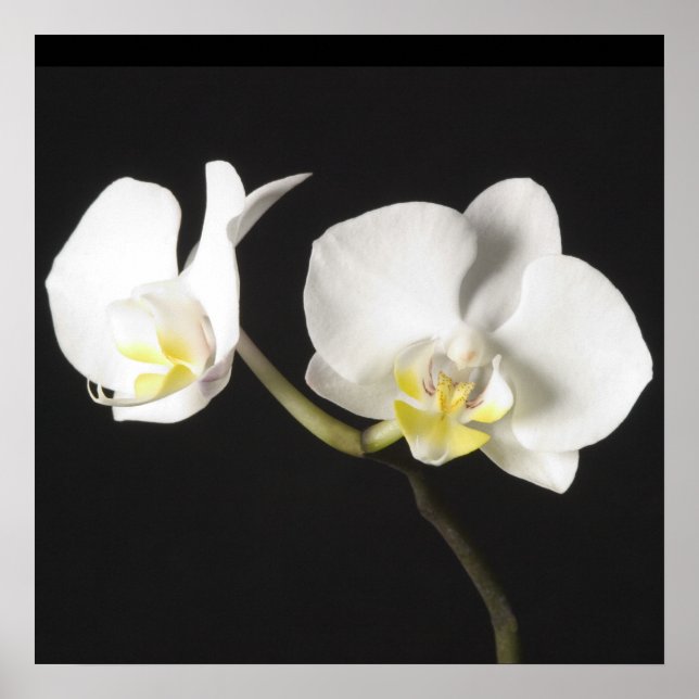 Póster Orquídeas Blancas (Frente)