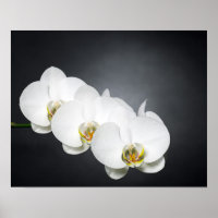 Orquídeas blancas