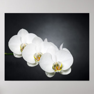 Póster Orquídeas blancas