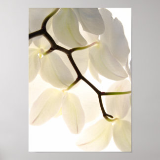 Póster Orquídeas blancas en blanco