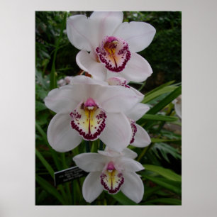 Póster Orquídeas Blancas Flores Tropicales Hermosas
