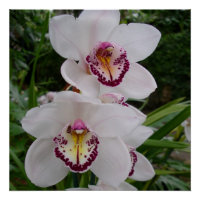 Orquídeas Blancas Hermosas Flores Tropicales