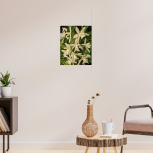 Póster Orquídeas Blancas y Helechos Florales