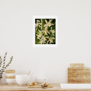Póster Orquídeas Blancas y Helechos Florales