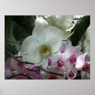 Póster Orquídeas blancas y moradas