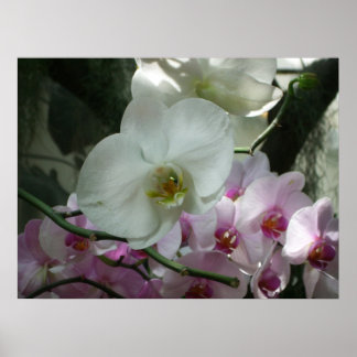 Póster Orquídeas blancas y moradas