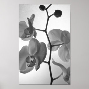 Póster Orquídeas blancas y negras en el tallo