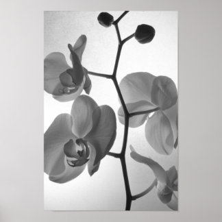 Póster Orquídeas blancas y negras sobre el tallo