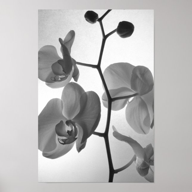 Póster Orquídeas blancas y negras sobre el tallo (Frente)