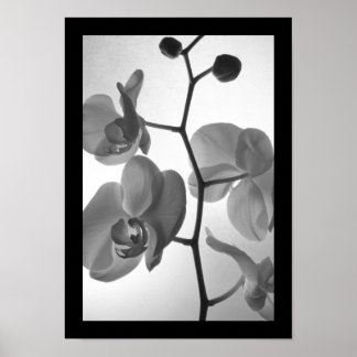 Póster Orquídeas blancas y negras sobre el tallo