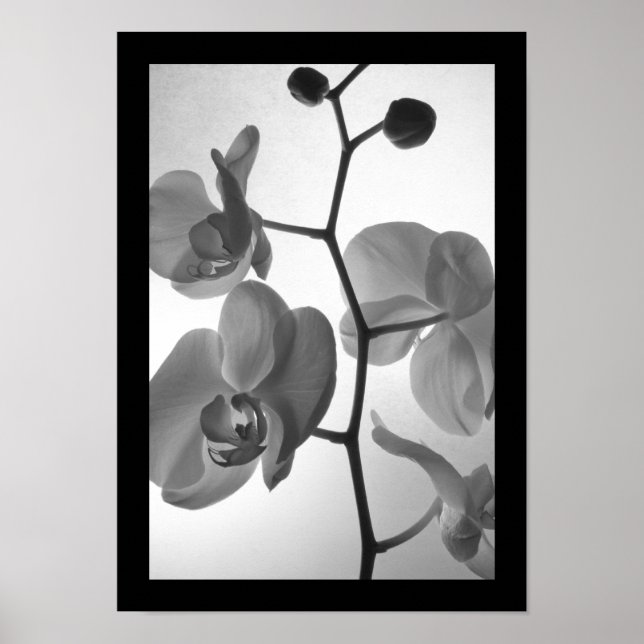 Póster Orquídeas blancas y negras sobre el tallo (Frente)