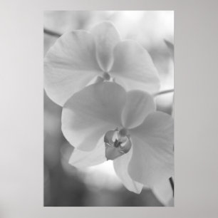 Póster Orquídeas blancos y negros