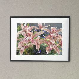 Póster Orquídeas Cymbidium Florales Manchadas de Rojo