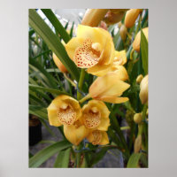 Orquídeas de cimbidio amarillo