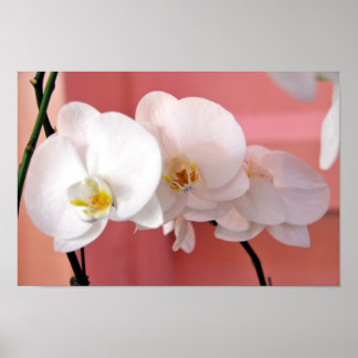 Póster Orquídeas de Hawái Número Tres Imprimir