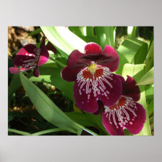 Póster Orquídeas de Marrón II Elegante Floral