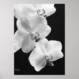 Póster Orquídeas en blanco y negro