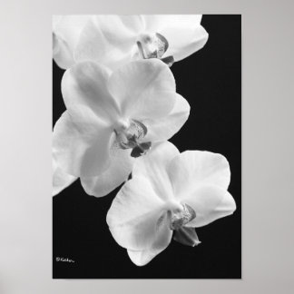 Póster Orquídeas en Poster blanco y negro, 24X33,6