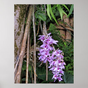 Póster Orquídeas hawaianas de Honohono