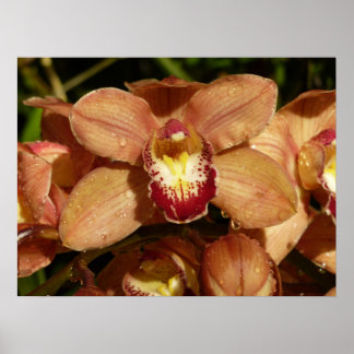 Póster Orquídeas melocotón con florales de gotas de lluvi