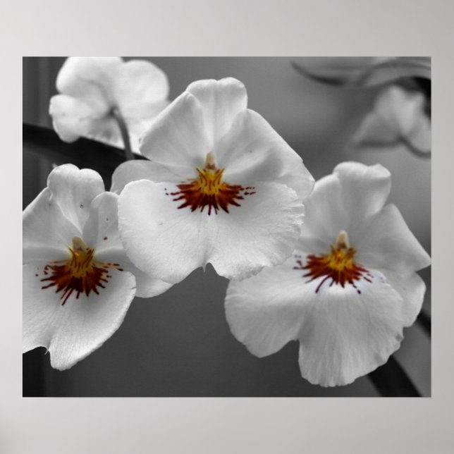 Póster Orquídeas monocromas (Frente)