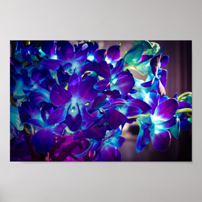 Póster Orquídeas moradas y azules (Frente)
