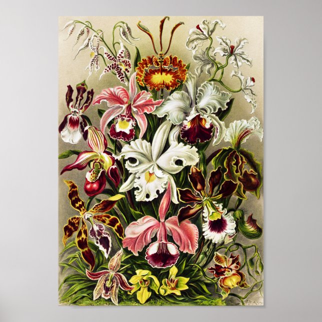 Póster Orquídeas Orchideae Denusblumen Ernst Haeckel (Frente)