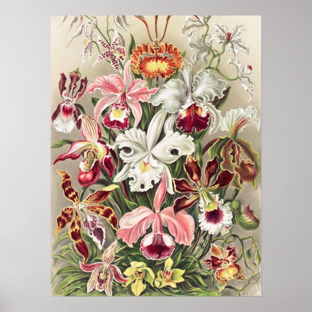 Póster Orquídeas, Orchideae Denusblumen, por Ernst Haecke (Frente)
