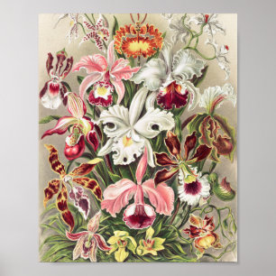 Póster Orquídeas, Orquídea Denusblumen, por Ernst Haeckel