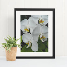 Orquídeas Phalaenopsis Blancas Floral