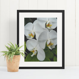 Póster Orquídeas Phalaenopsis Blancas Floral